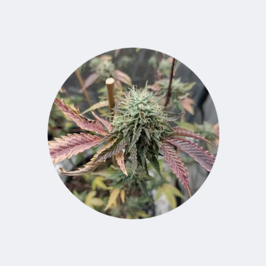 CBD Cannabis Samen "Fruit Cake" - feminized - 3 Stck. CBD Hexe Onlinehandel