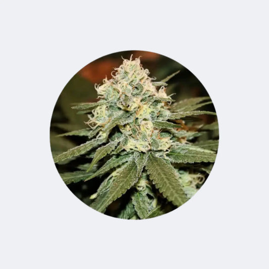 CBD Cannabis Samen "Lemon Haze" - feminized - 3 Stck. CBD Hexe Onlinehandel