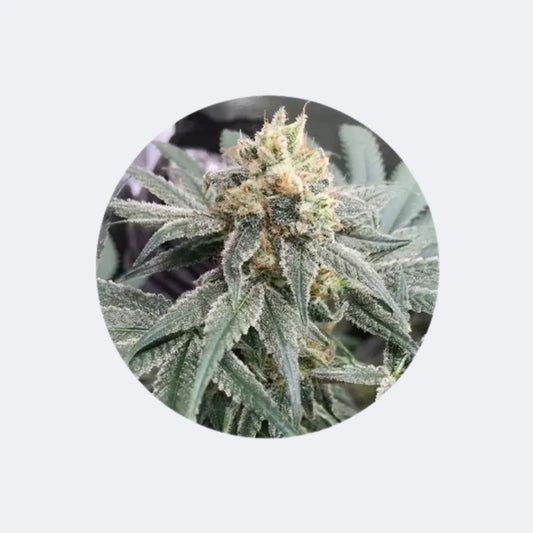 CBD Cannabissamen "Honey M" - feminized - 3 Stck. CBD Hexe Onlinehandel