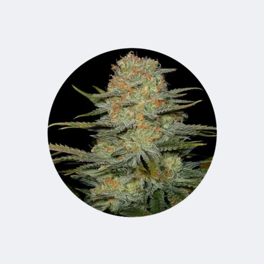 CBD Hanfsamen "Amnesia Haze" - feminized - 3 Stck. CBD Hexe Onlinehandel