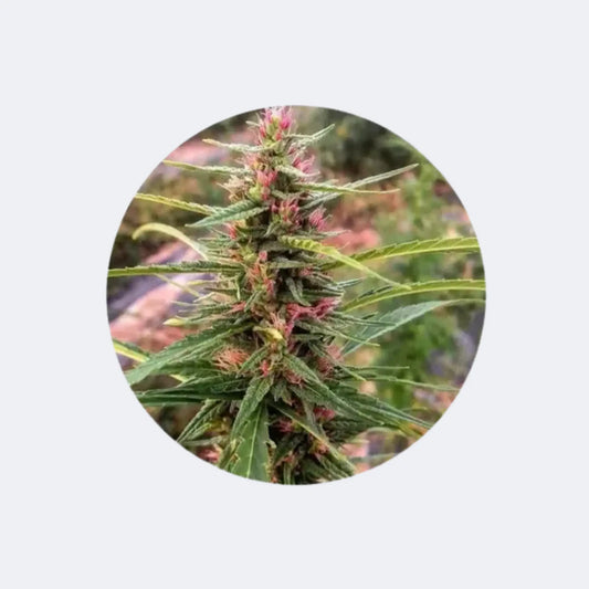 CBD Samen "Eletta Campana" - feminized - 3 Stck. CBD Hexe Onlinehandel