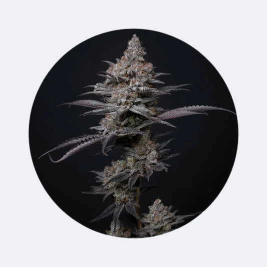 Cali Genetics "Blueberry Bubba" - Fast Flowering - 3 Stck. CBD Hexe Onlinehandel