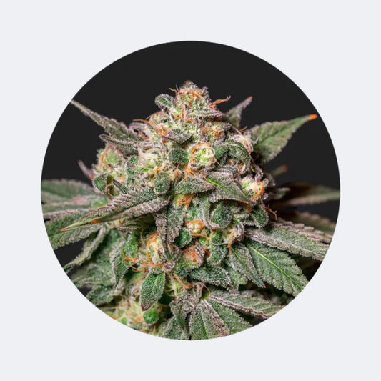 Cali Genetics "Choclate Mint OG" - Autoflower - 3 Stck. CBD Hexe Onlinehandel