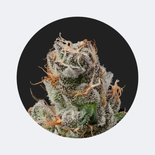 Cali Genetics "GMO Rootbeer" - Fast Flowering - 3 Stck. CBD Hexe Onlinehandel