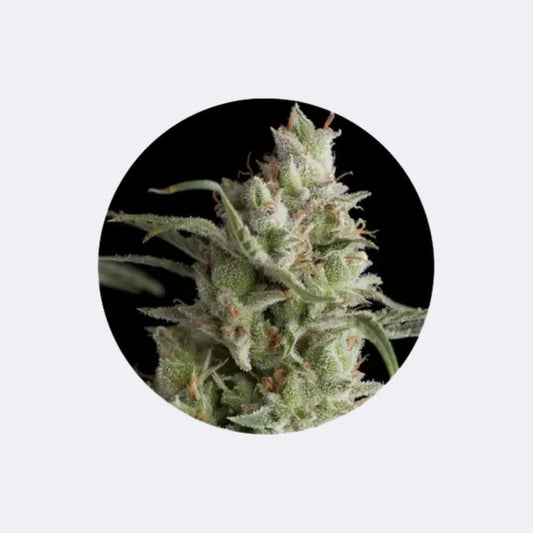 Cali Genetics "OG Kush" - Feminized - 3 Stck. CBD Hexe Onlinehandel