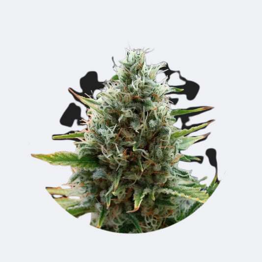 Cali Genetics "Papaya" - Fast Flowering - 3 Stck. CBD Hexe Onlinehandel