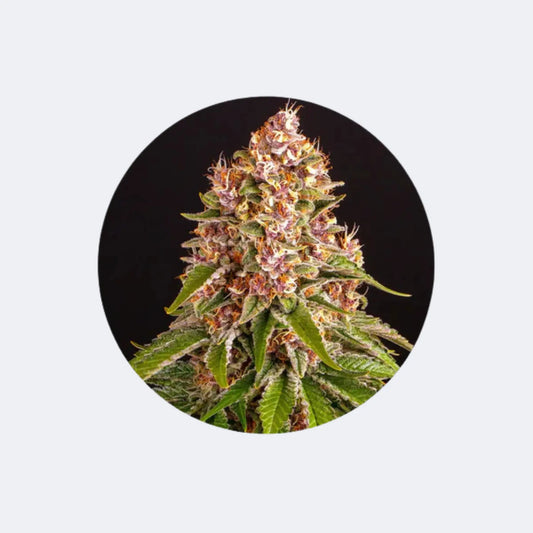 Cali Genetics "Pinky420" - Autoflower - 3 Stck. CBD Hexe Onlinehandel