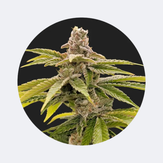 Cali Genetics "Strawberry Guava" - Fast Flowering - 3 Stck. CBD Hexe Onlinehandel