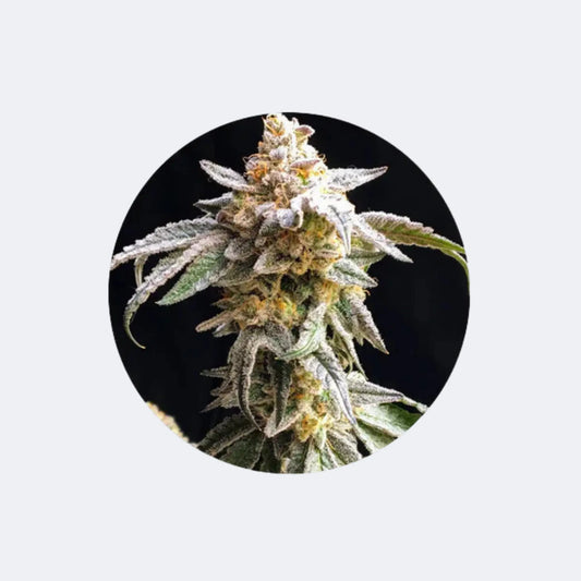 Cannabis/Hanfsamen Samen "Cookies Sherbet" - Feminized - 3 Stck. CBD Hexe Onlinehandel