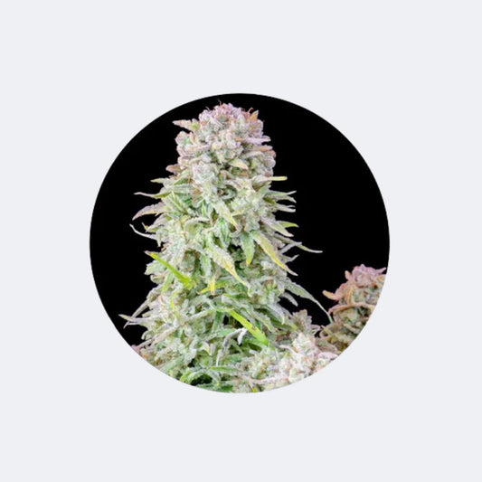 Cannabis/Hanfsamen "Afghan Kush" - Autoflower - 3 Stck. CBD Hexe Onlinehandel