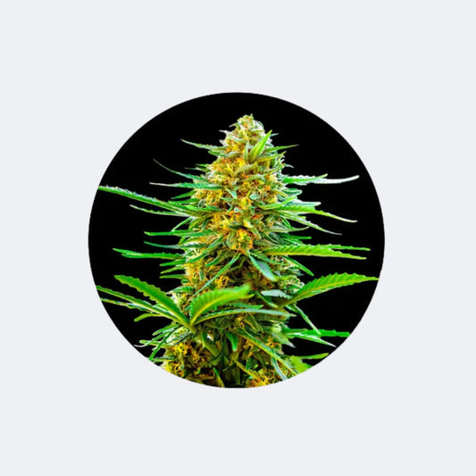 Cannabis/Hanfsamen "Banana Punch" - Autoflower - 3 Stck. CBD Hexe Onlinehandel