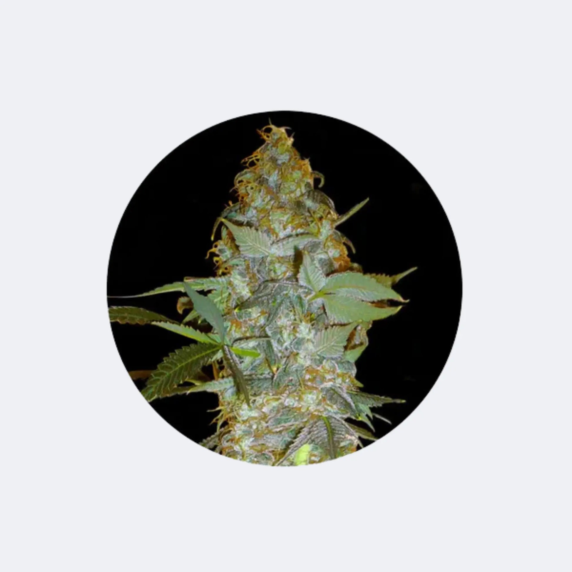 Cannabis/Hanfsamen "Euforia" - Feminized - 3 Stck. CBD Hexe Onlinehandel