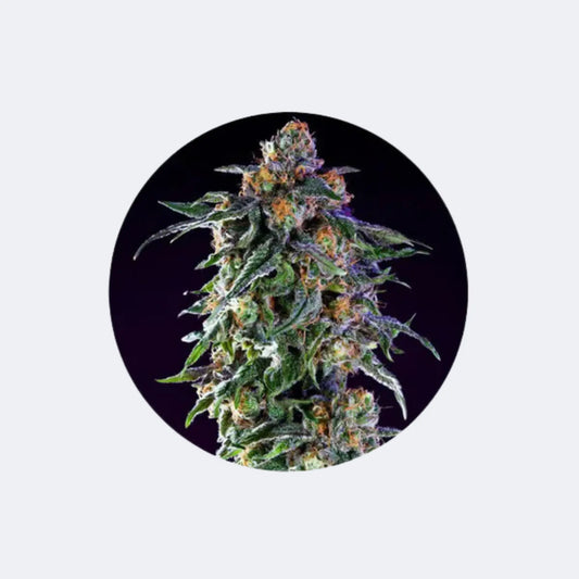 Cannabis/Hanfsamen "Granddaddy Purple" - Feminized - 3 Stck. CBD Hexe Onlinehandel