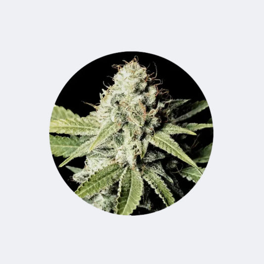 Cannabis/Hanfsamen "Great White Shark" - Feminized - 3 Stck. CBD Hexe Onlinehandel