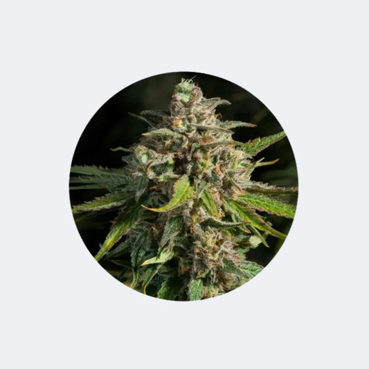 Cannabis/Hanfsamen "Lavender" - Feminized - 3 Stck. CBD Hexe Onlinehandel