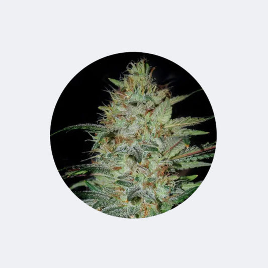 Cannabis/Hanfsamen "Sensi Star" - Feminized - 3 Stck. CBD Hexe Onlinehandel