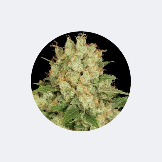 Cannabis Samen "AK47" - Autoflower - 3 Stck. CBD Hexe Onlinehandel