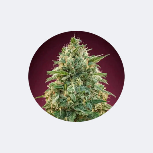 Cannabis Samen "Amnesia" - Feminized - 3 Stck. CBD Hexe Onlinehandel