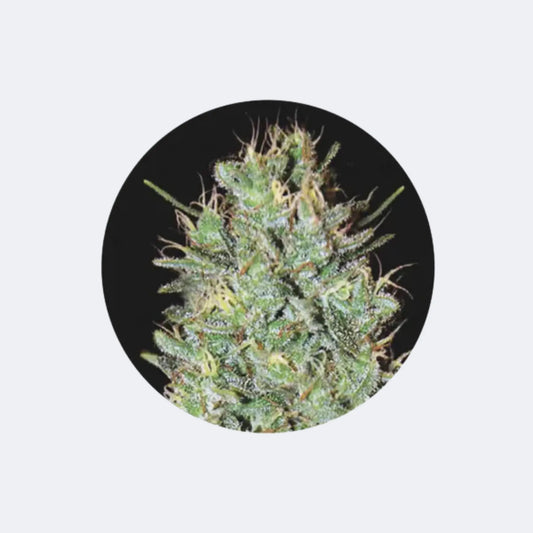 Cannabis Samen "Amnezia Haze" - Feminized - 3 Stck. CBD Hexe Onlinehandel