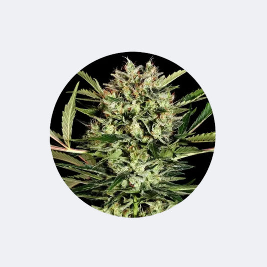 Cannabis Samen "Big Bud" - Autoflower - 3 Stck. CBD Hexe Onlinehandel