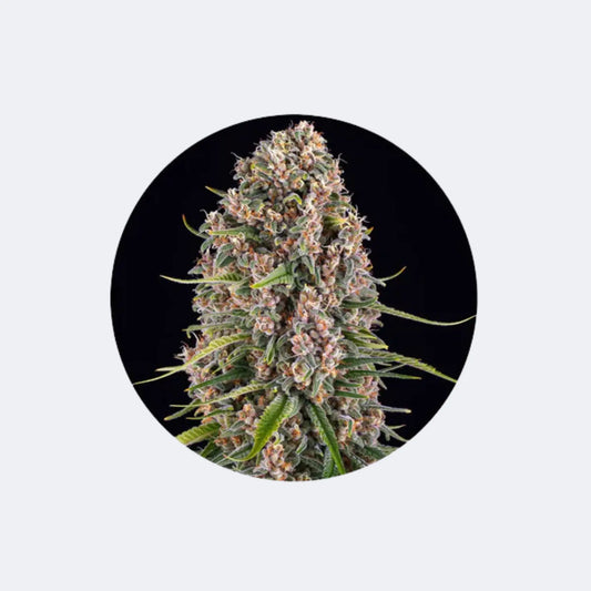 Cannabis Samen "Blue Cheese" - Feminized - 3 Stck. CBD Hexe Onlinehandel