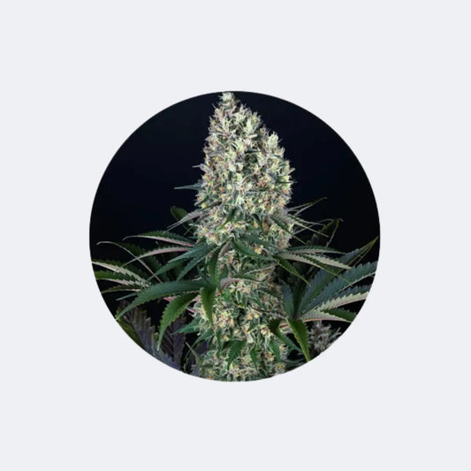 Cannabis Samen "Blueberry" - Feminized - 3 Stck. CBD Hexe Onlinehandel