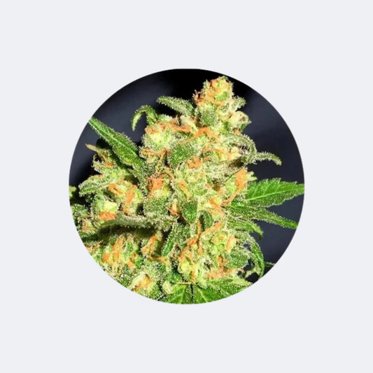 Cannabis Samen "Bruce Banner" - Autoflower - 3 Stck. CBD Hexe Onlinehandel