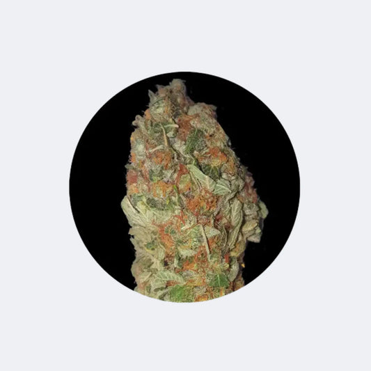 Cannabis Samen "Candy Kush" - Feminized - 3 Stck. CBD Hexe Onlinehandel