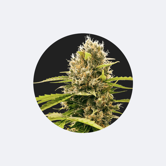 Cannabis Samen "Cream Mandarine" - Autoflower - HYBRID - 3 Stck. CBD Hexe Onlinehandel