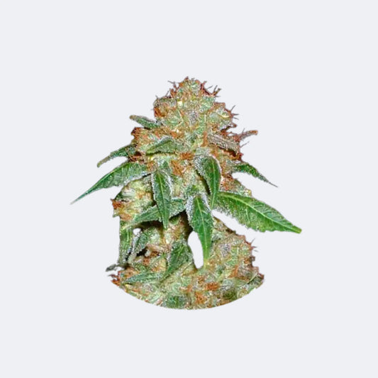 Cannabis Samen "Dark Domina" - Feminized - 3 Stck. CBD Hexe Onlinehandel