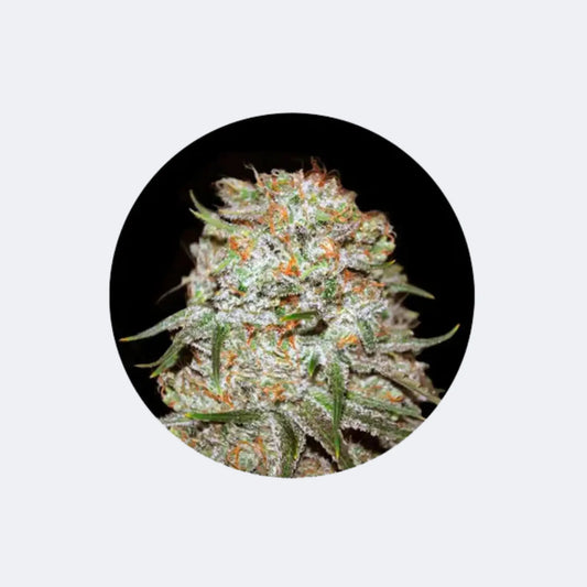 Cannabis Samen "Easy Ryder" - Autoflower - 3 Stck. CBD Hexe Onlinehandel