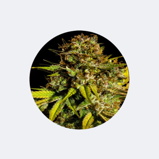 Cannabis Samen "Extra Mintz" - Autoflower - 3 Stck. CBD Hexe Onlinehandel