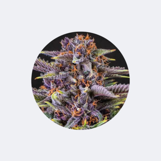 Cannabis Samen "Forbidden Fruit" - Feminized - 3 Stck. CBD Hexe Onlinehandel