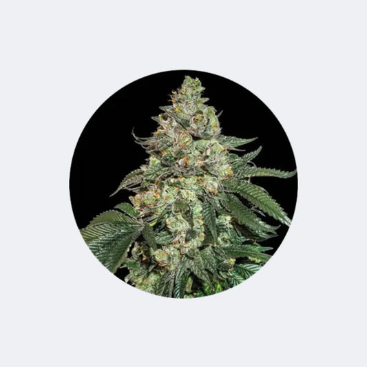 Cannabis Samen "Girl Scout Cookies" - Autoflower - 3 Stck. CBD Hexe Onlinehandel