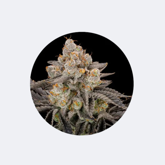 Cannabis Samen "Gorilla Cookies" - Feminized - 3 Stck. CBD Hexe Onlinehandel