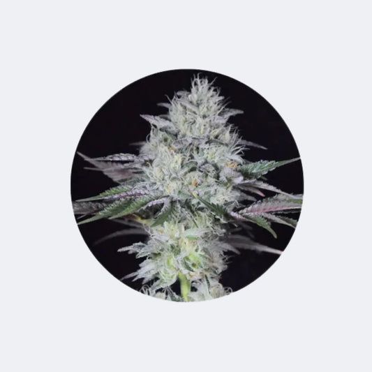 Cannabis Samen "Gorilla Glue" - Autoflower - 3 Stck. CBD Hexe Onlinehandel