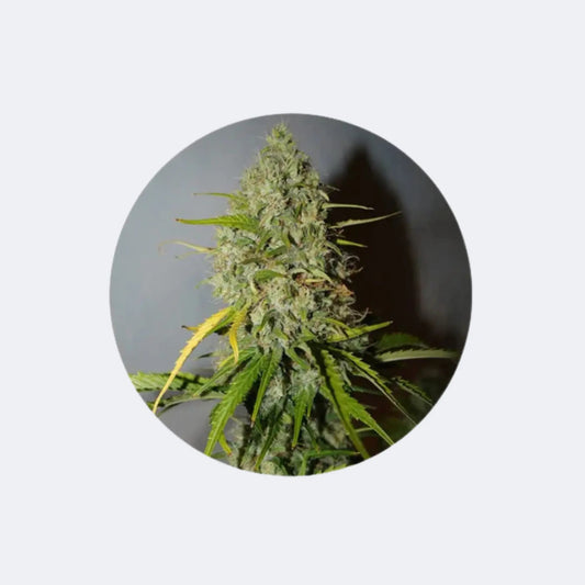 Cannabis Samen "Grapefruit" - Autoflower - 3 Stck. CBD Hexe Onlinehandel