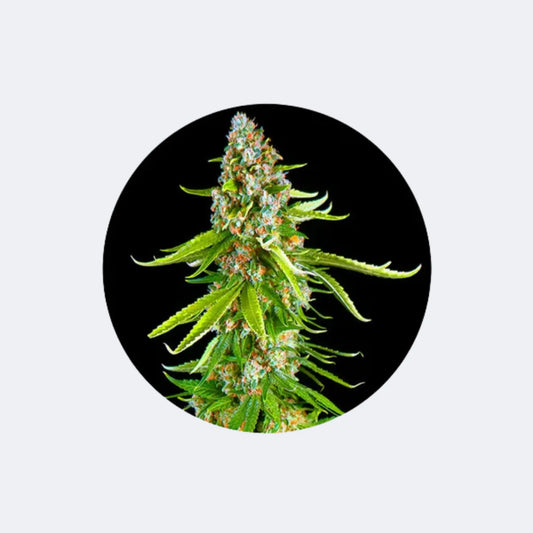 Cannabis Samen "Green Crack" - Autoflower - 3 Stck. CBD Hexe Onlinehandel