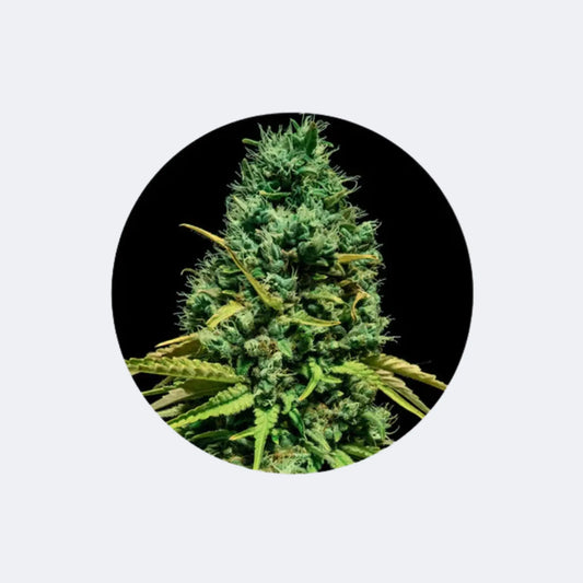 Cannabis Samen "Hell Bells OG" - Autoflower - 3 Stck. CBD Hexe Onlinehandel