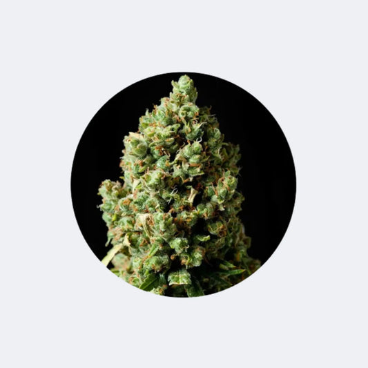 Cannabis Samen "Jack Herer" - Feminized - 3 Stck. CBD Hexe Onlinehandel