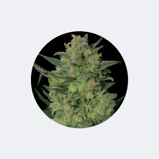 Cannabis Samen "LSD" - Feminized - 3 Stck. CBD Hexe Onlinehandel