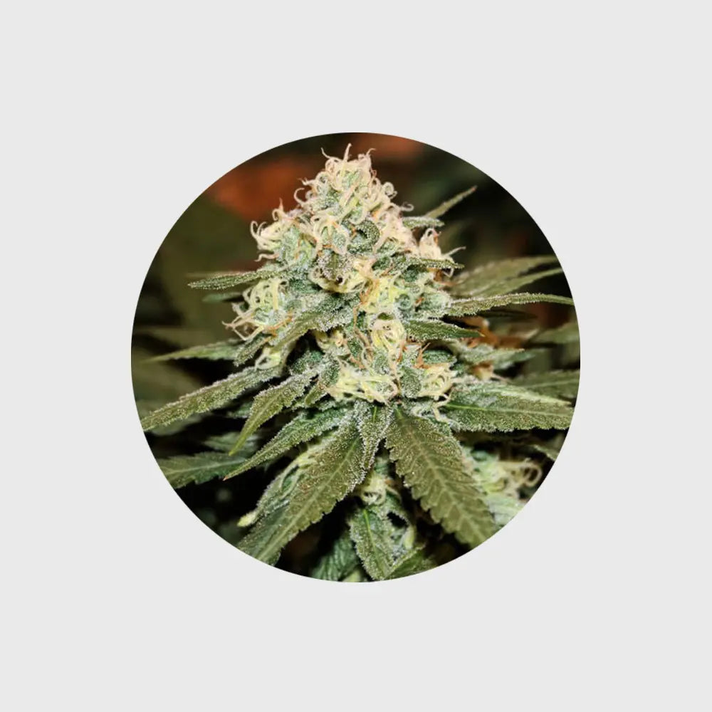 Cannabis Samen "Lemon Haze" - Autoflower - 3 Stck. CBD Hexe Onlinehandel