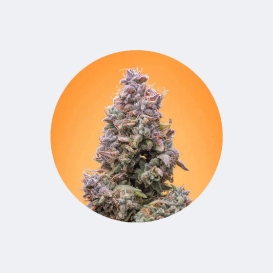 Cannabis Samen "Mango Smile" - Autoflower - 3 Stck. CBD Hexe Onlinehandel