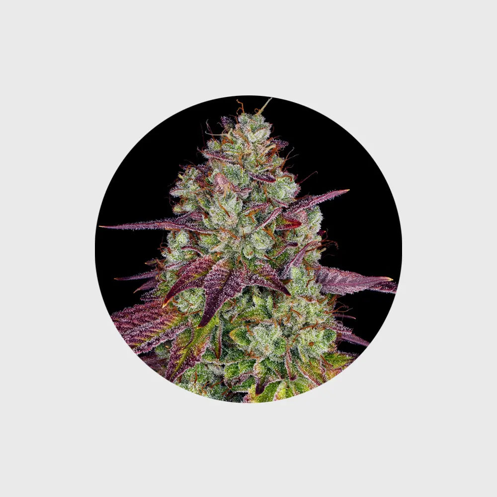 Cannabis Samen "Mimosa" - Feminized - 3 Stck. CBD Hexe Onlinehandel