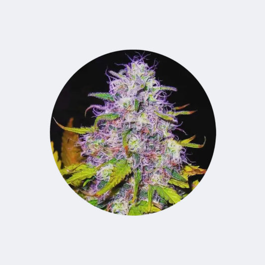 Cannabis Samen "Purple Haze" - Feminized - 3 Stck. CBD Hexe Onlinehandel