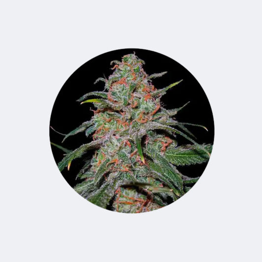 Cannabis Samen "Super Lemon Haze" - Autoflower - 3 Stck. CBD Hexe Onlinehandel