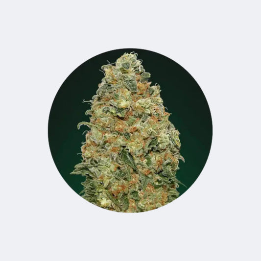 Cannabis Samen "Super Skunk" - Autoflower - 3 Stck. CBD Hexe Onlinehandel