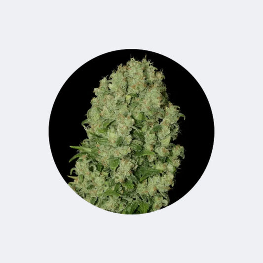 Cannabis Samen "White Russian" - Autoflower - 3 Stck. CBD Hexe Onlinehandel