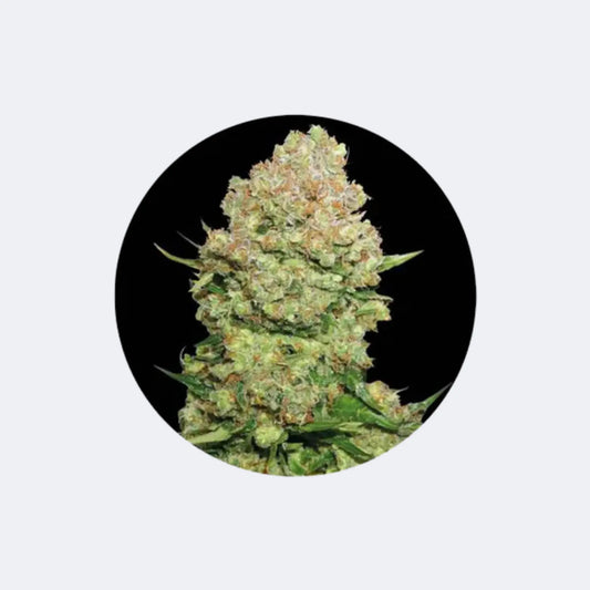 Cannabis Samen "White Widow" - Autoflower - 3 Stck. CBD Hexe Onlinehandel