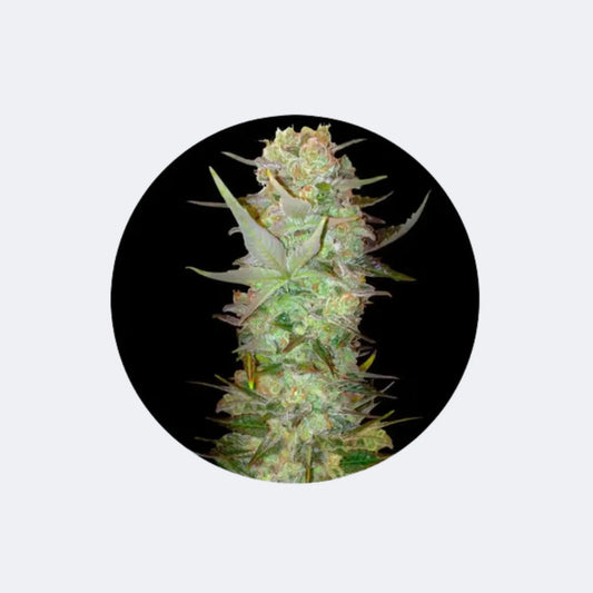 Cannabissamen "Durban Poison" - Autoflower - 3 Stck. CBD Hexe Onlinehandel